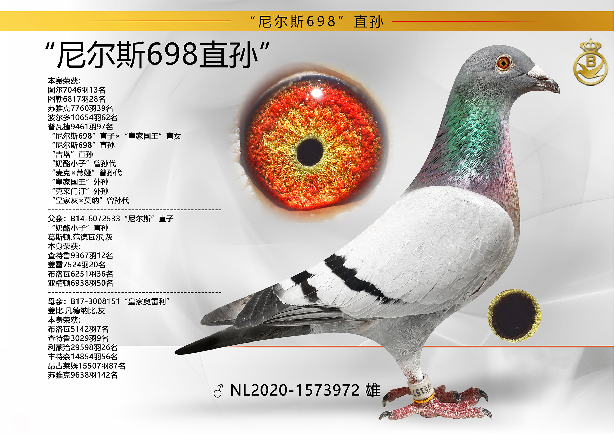 本身荣获: 图尔7046羽13名“尼尔斯698”直孙“吉塔-信鸽在线拍卖平台-中国 