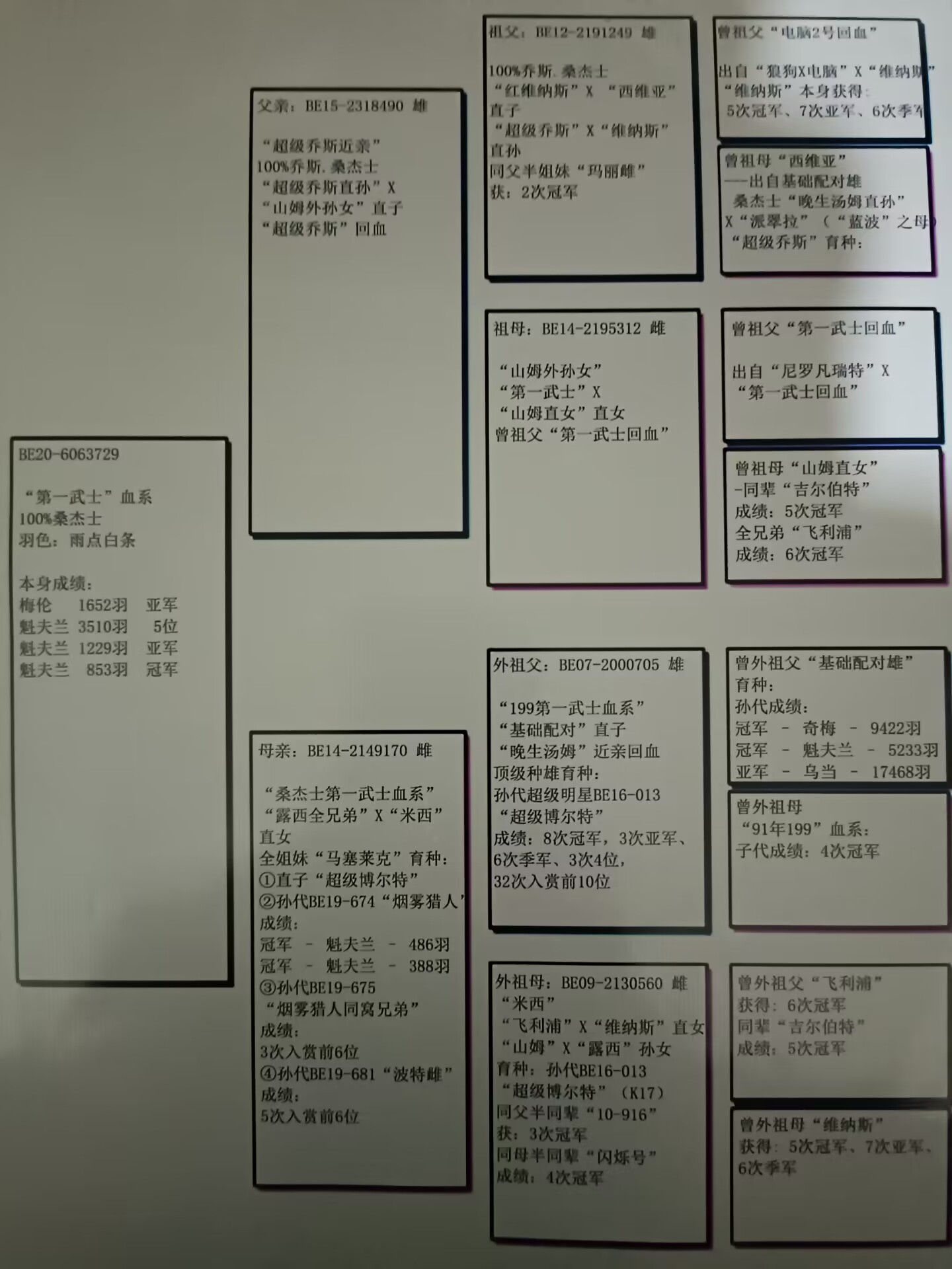信鸽在线拍卖平台 - 中国信鸽信息网