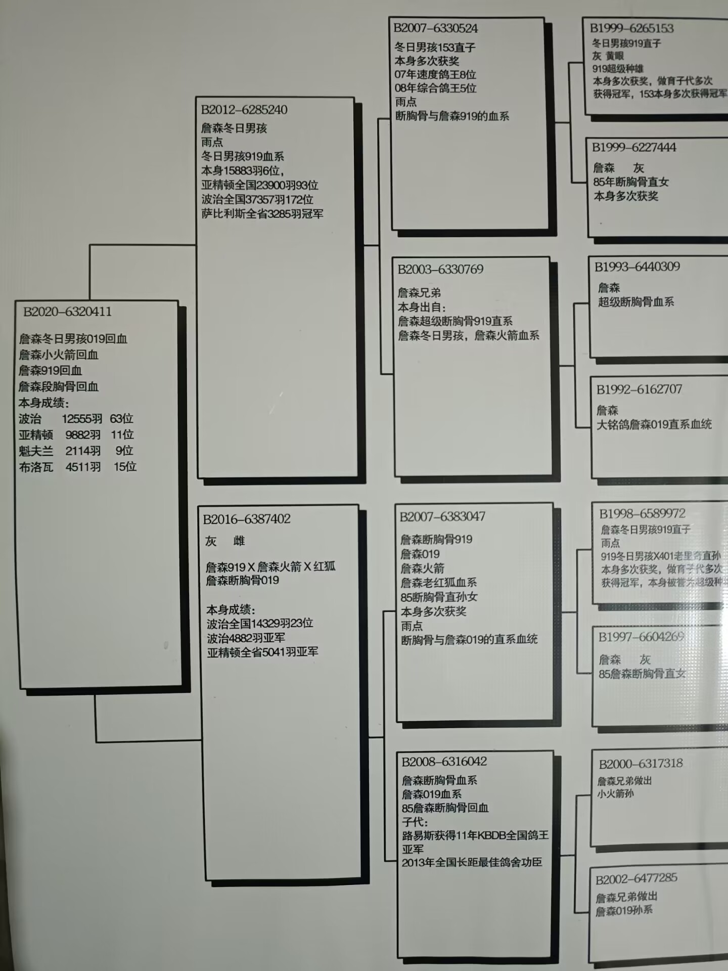 信鸽在线拍卖平台 - 中国信鸽信息网