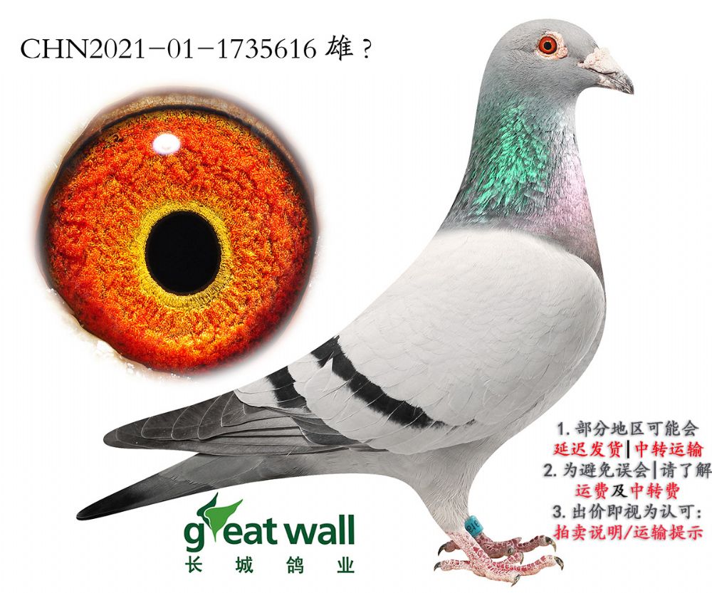 信鸽在线拍卖平台 - 中国信鸽信息网
