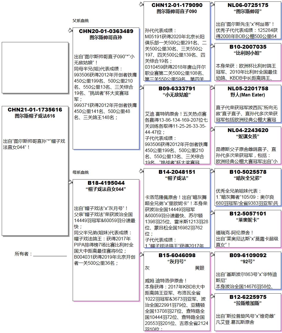 信鸽在线拍卖平台 - 中国信鸽信息网