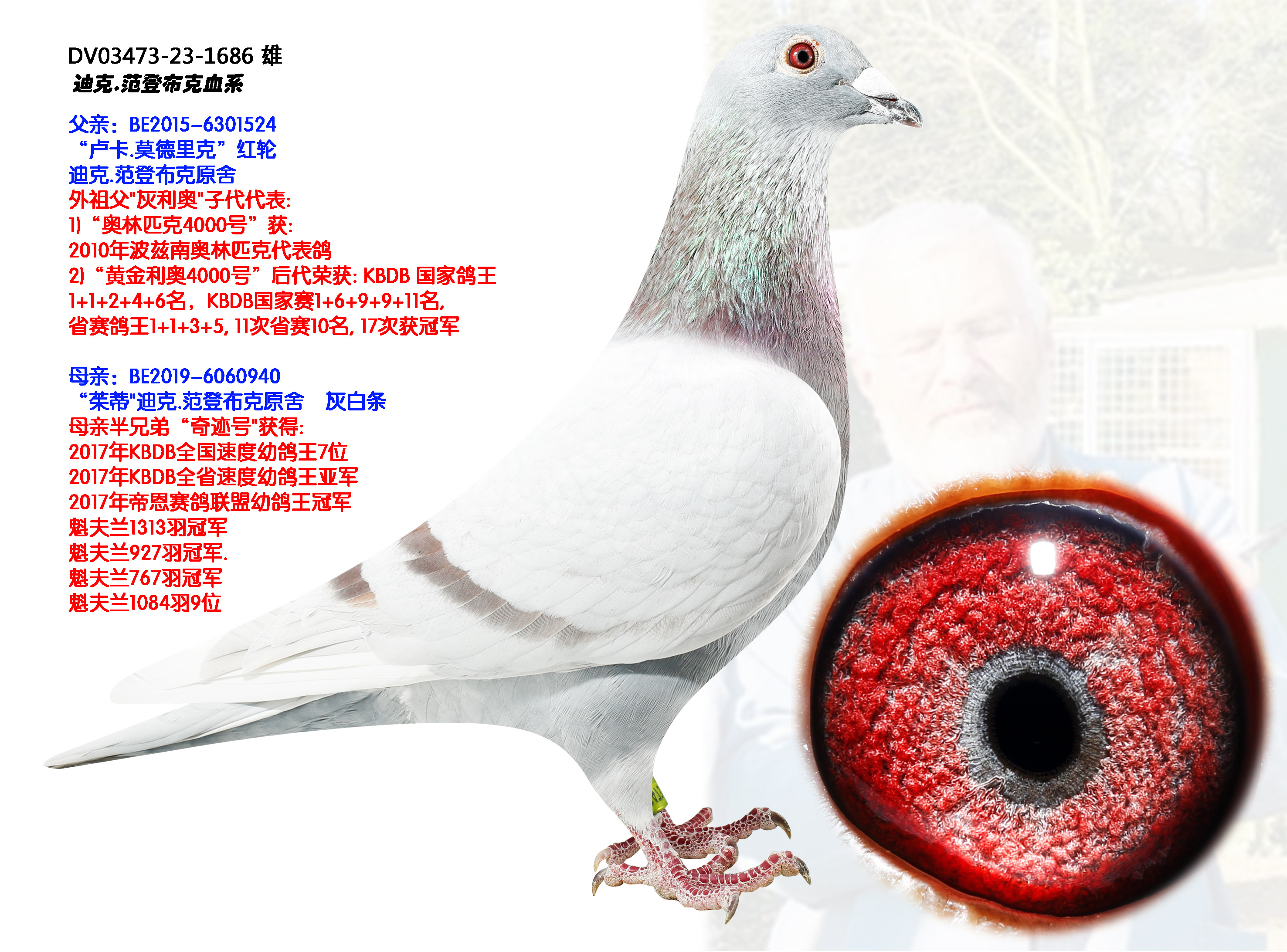 竞翔赛鸽站 - 中信网铭鸽展厅