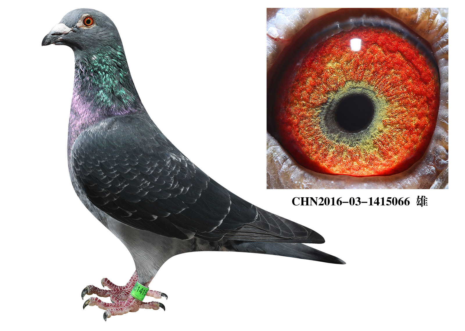 信鸽在线拍卖平台 中国信鸽信息网