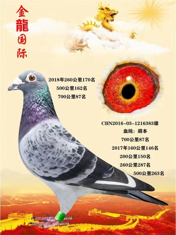 金龙国际赛鸽传媒