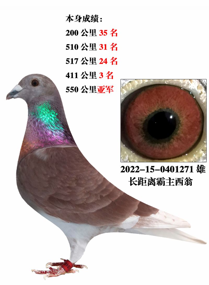 汇金信鸽传媒 - 中信网铭鸽展厅