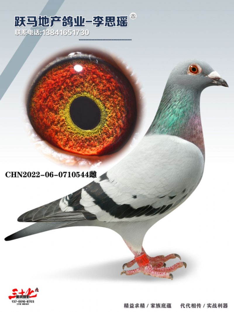 养鸽姑娘跃马地产李思瑶