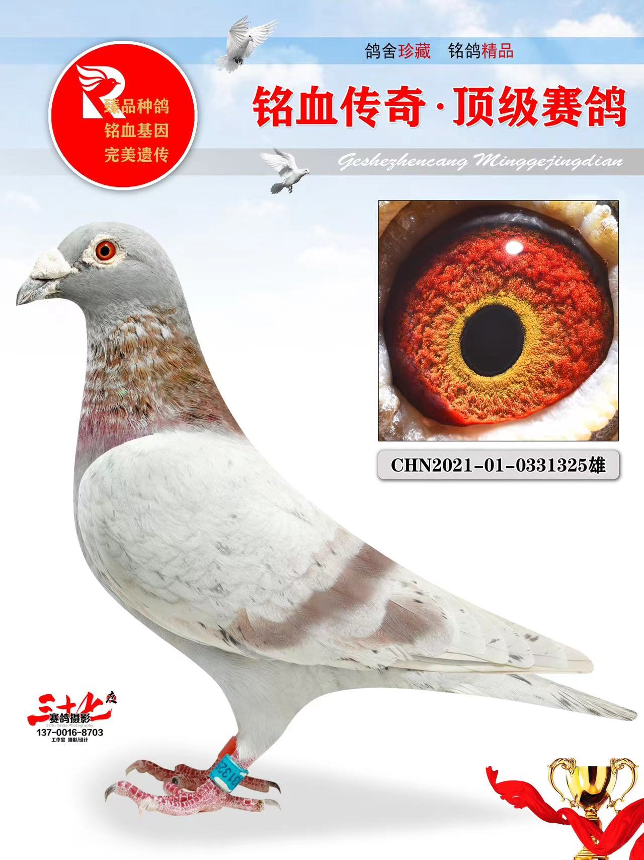 信鸽在线拍卖平台 - 中国信鸽信息网