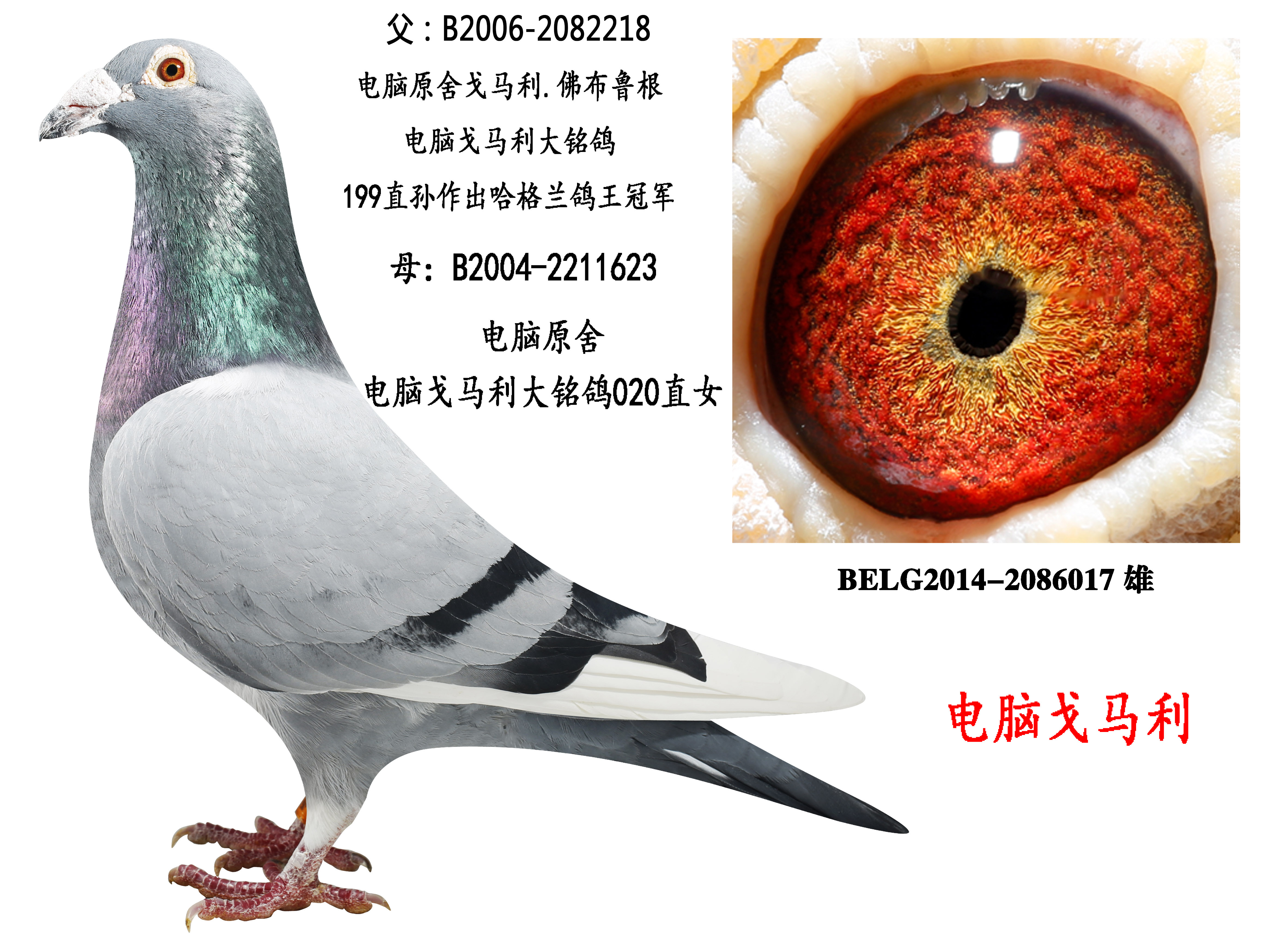 信鸽在线拍卖平台 - 中国信鸽信息网