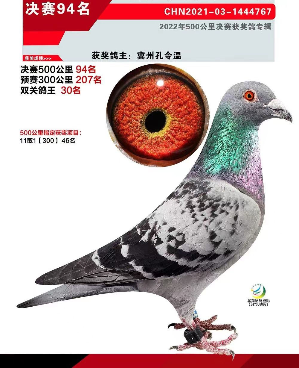 金龙国际赛鸽传媒