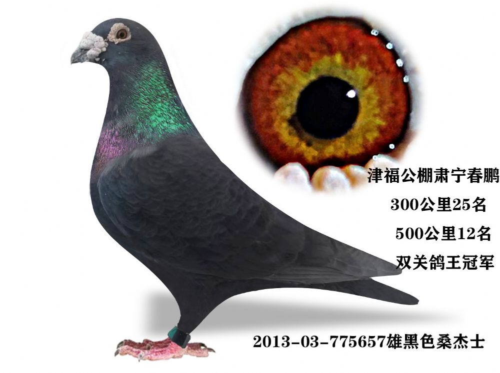 汇金信鸽传媒 - 中信网铭鸽展厅