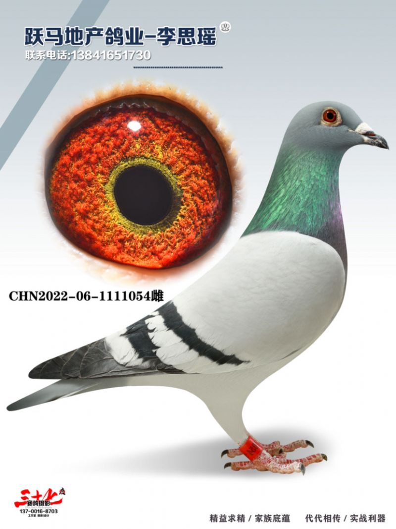 养鸽姑娘-跃马地产李思瑶 - 中信网铭鸽展厅