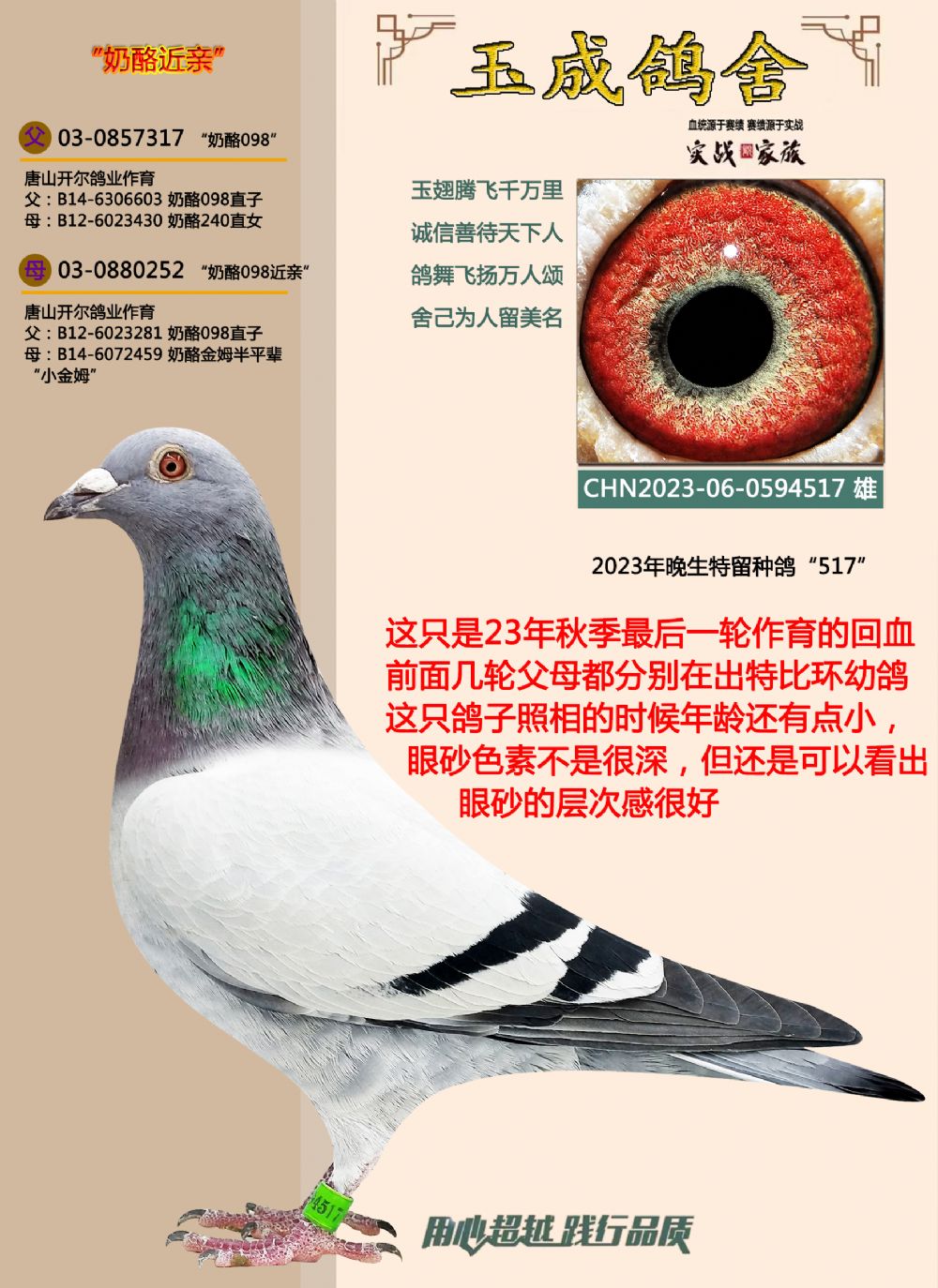 信鸽在线拍卖平台 - 中国信鸽信息网