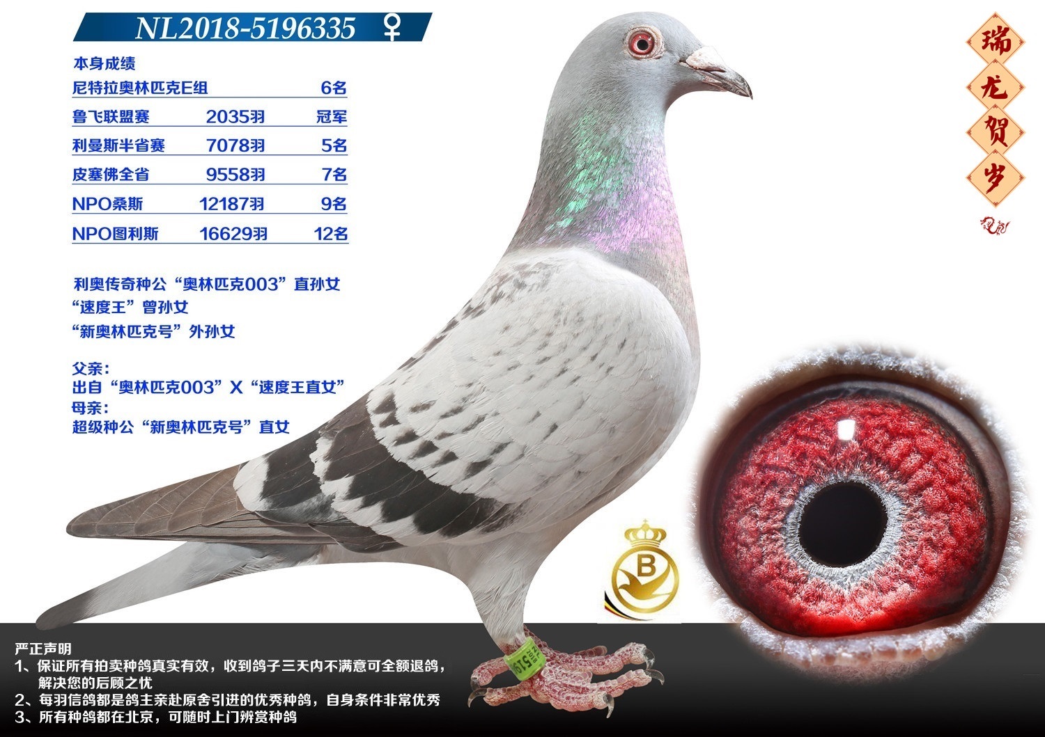 奥林匹克003”直孙女（NPO图利斯16629羽12名）-信鸽在线拍卖平台-中国 