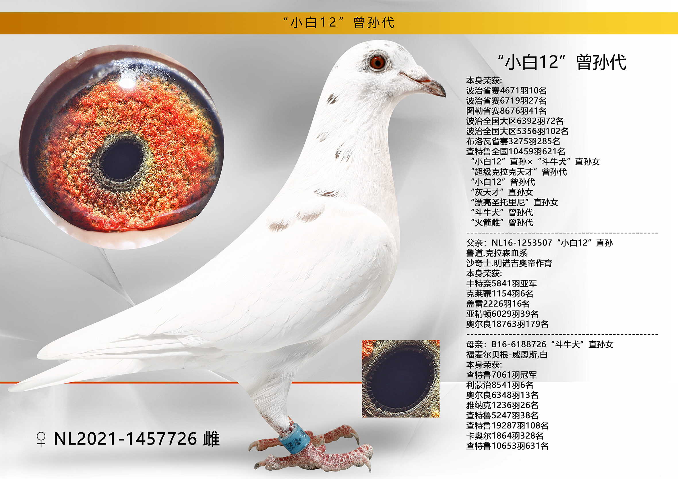 本身荣获: 波治省赛4671羽10名“小白12”直孙×“斗牛-信鸽在线拍卖平台 