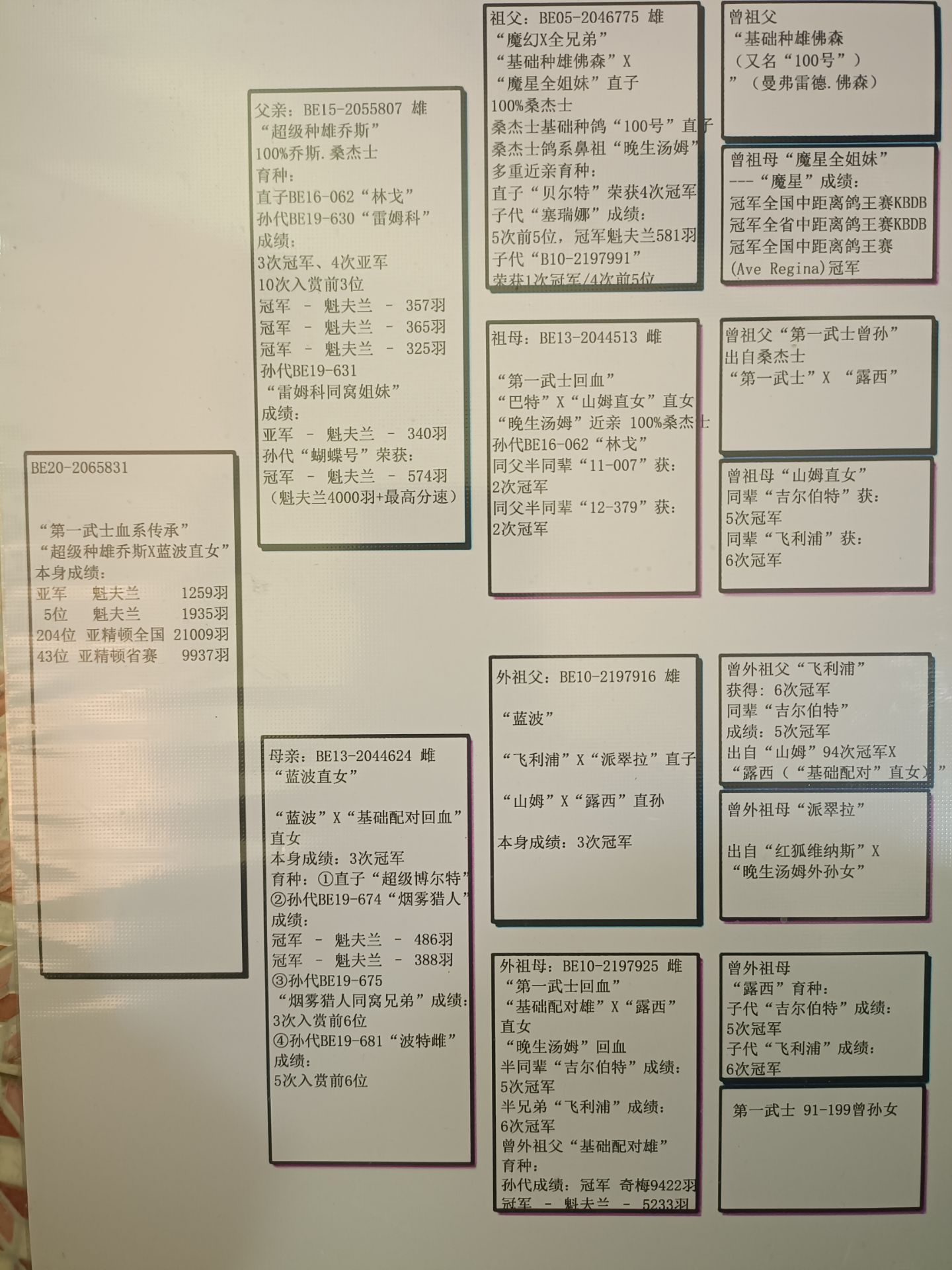 信鸽在线拍卖平台 - 中国信鸽信息网