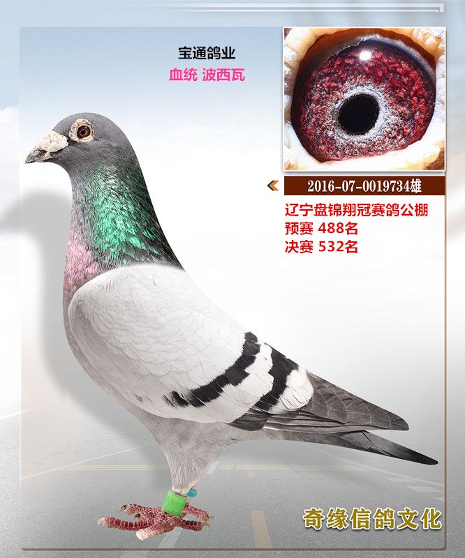 沈阳奇缘信鸽文化传媒 - 中信网铭鸽展厅