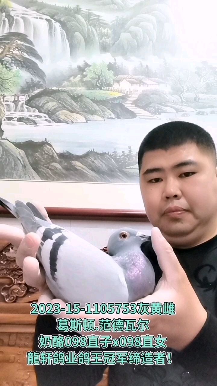 中国龙轩鸽业