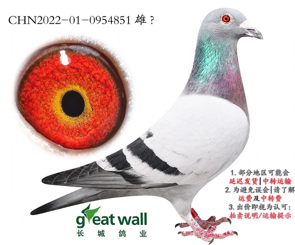 长城鸽业 - 中信网铭鸽展厅