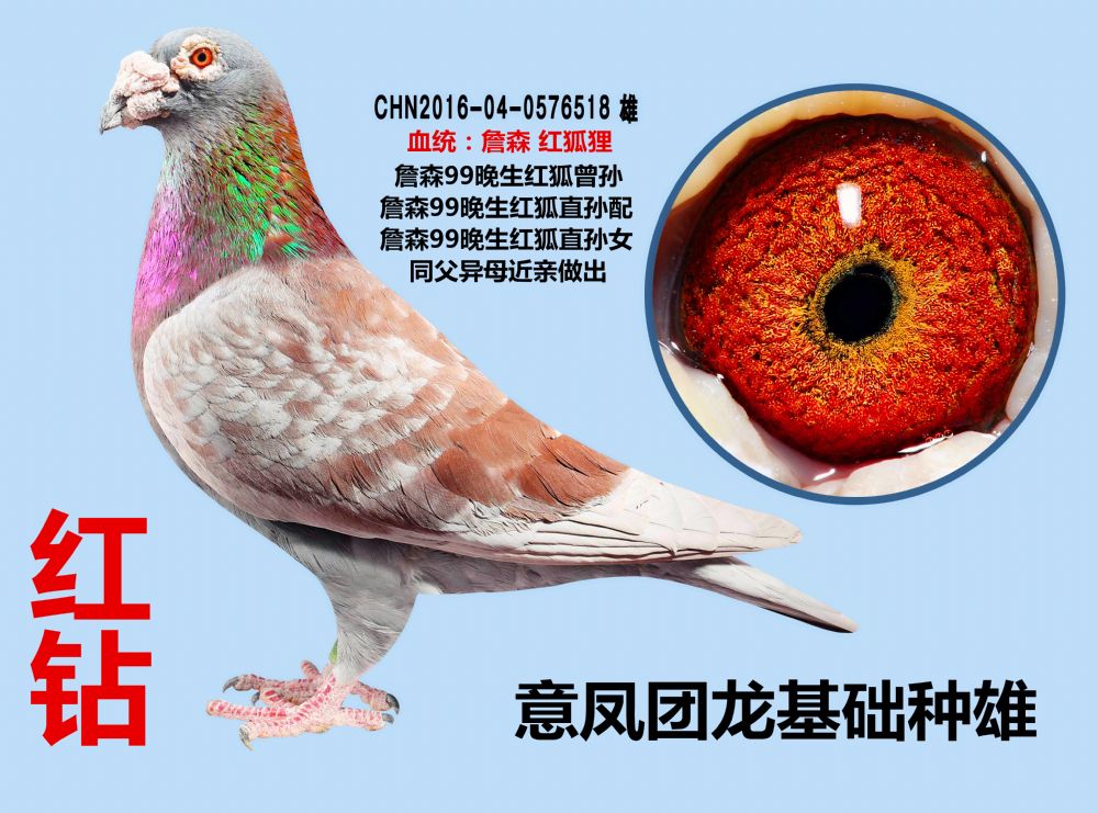 意凤团龙 - 中信网铭鸽展厅