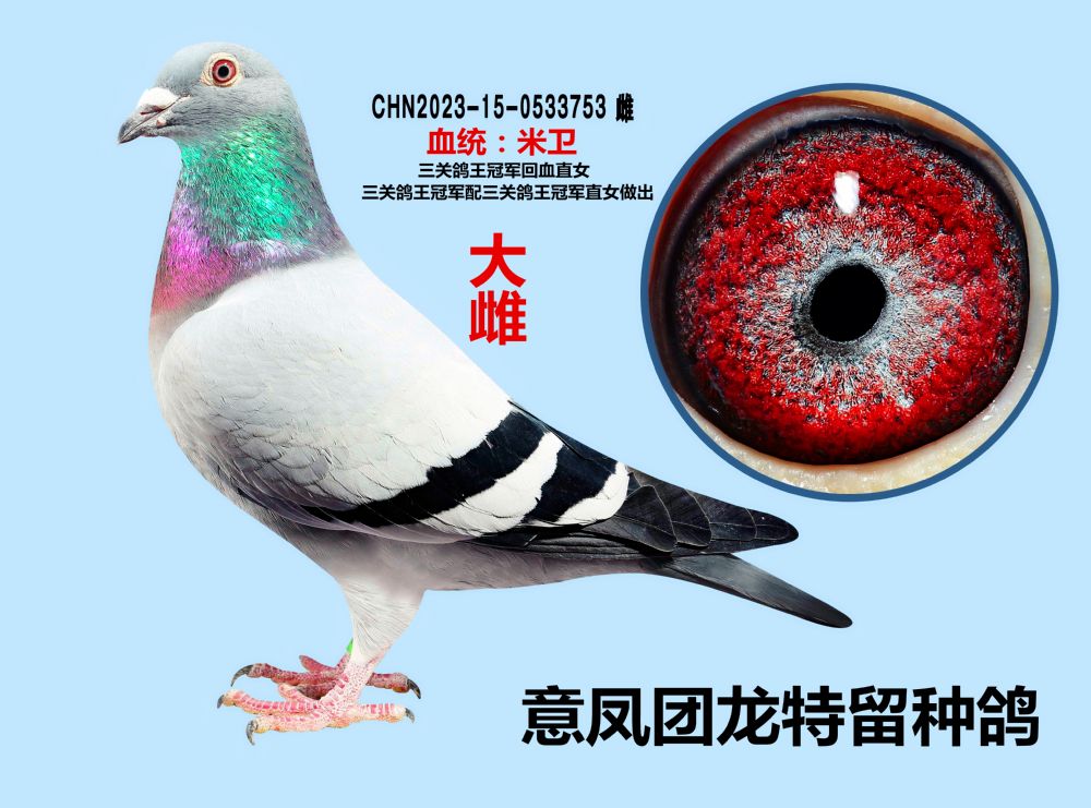 意凤团龙 - 中信网铭鸽展厅