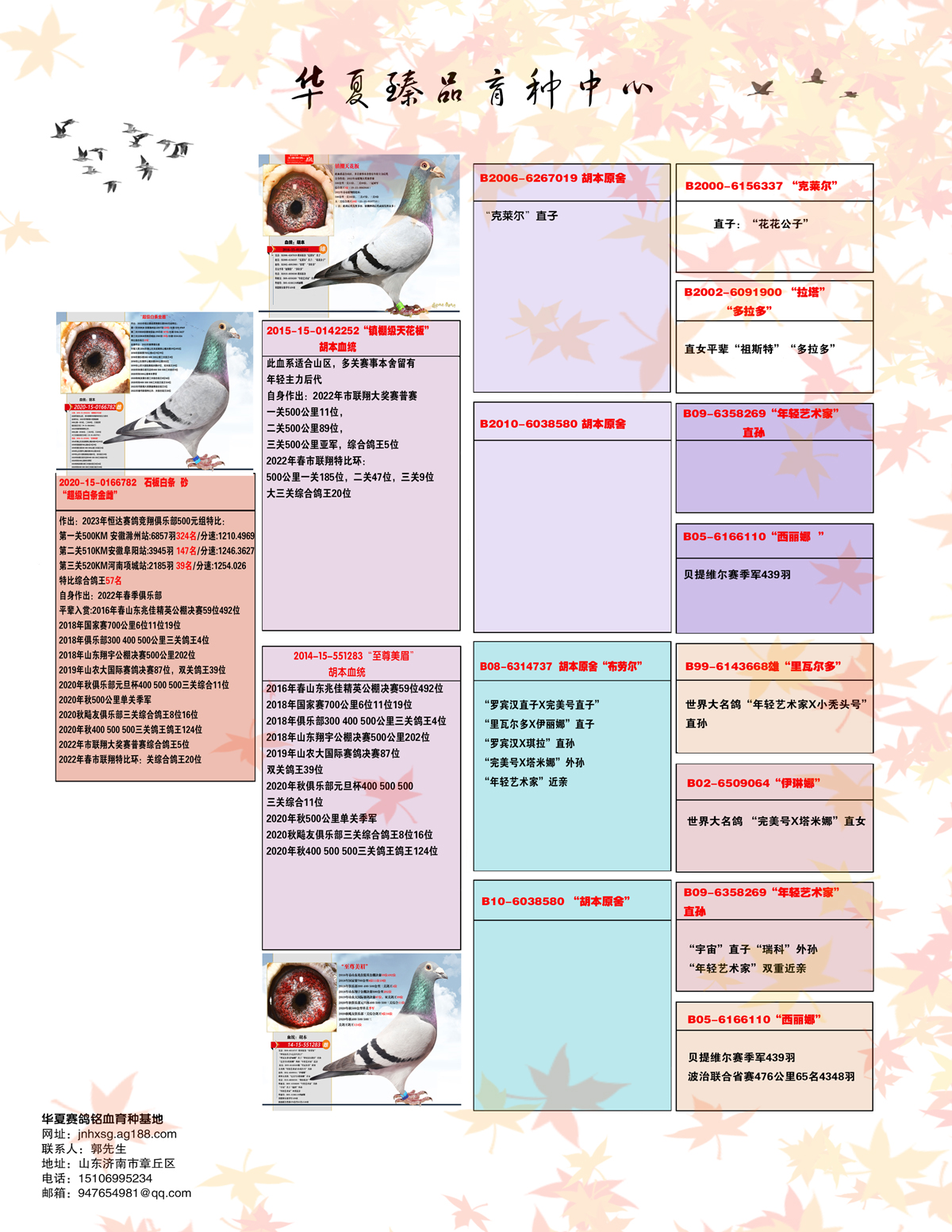 种鸽回血秘诀图片