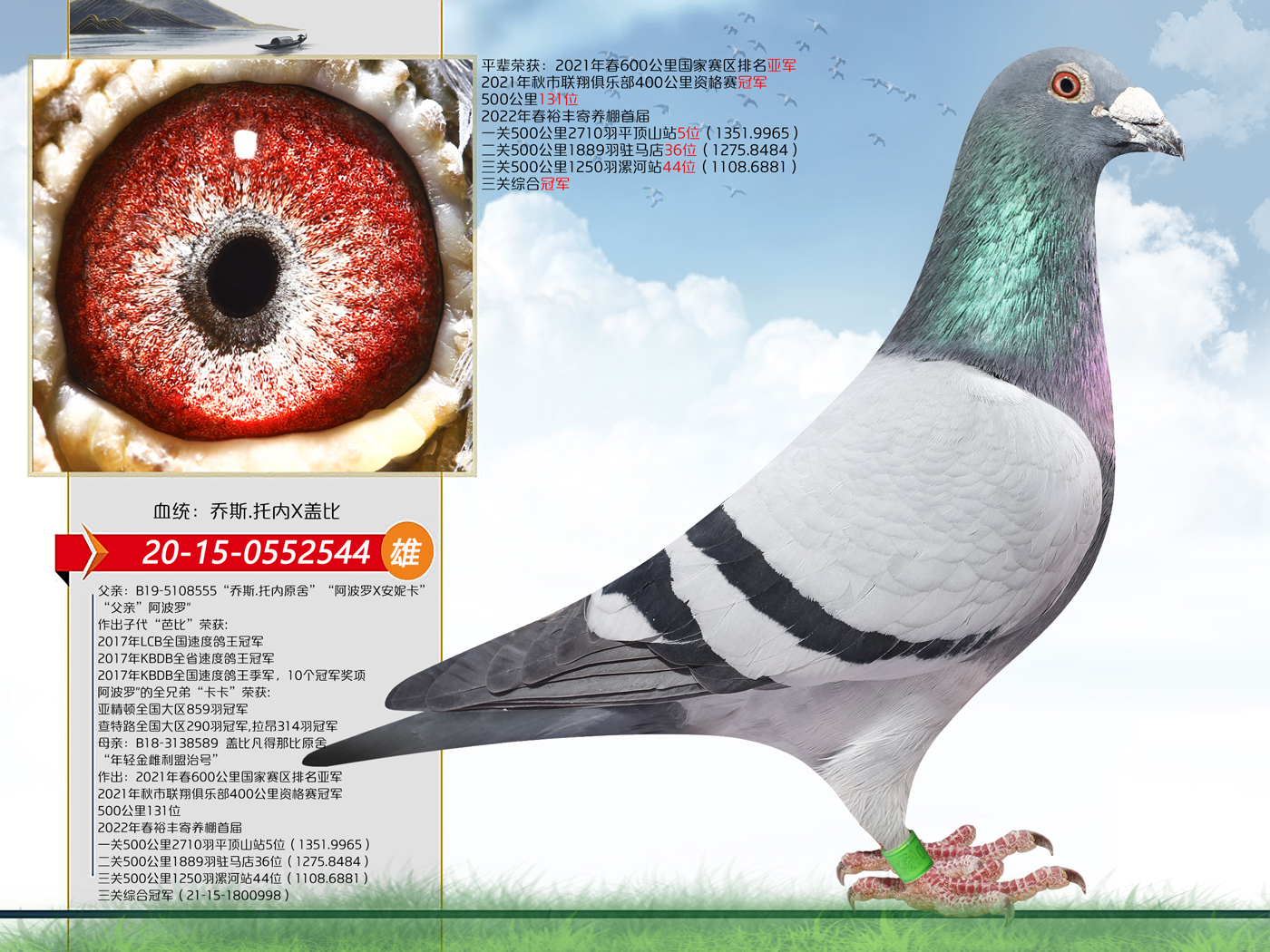 华夏赛鸽铭血基地