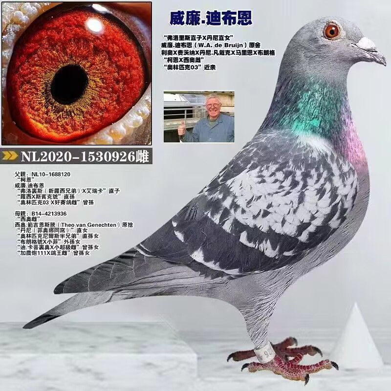 中国鑫鑫鸽舍 - 中信网铭鸽展厅