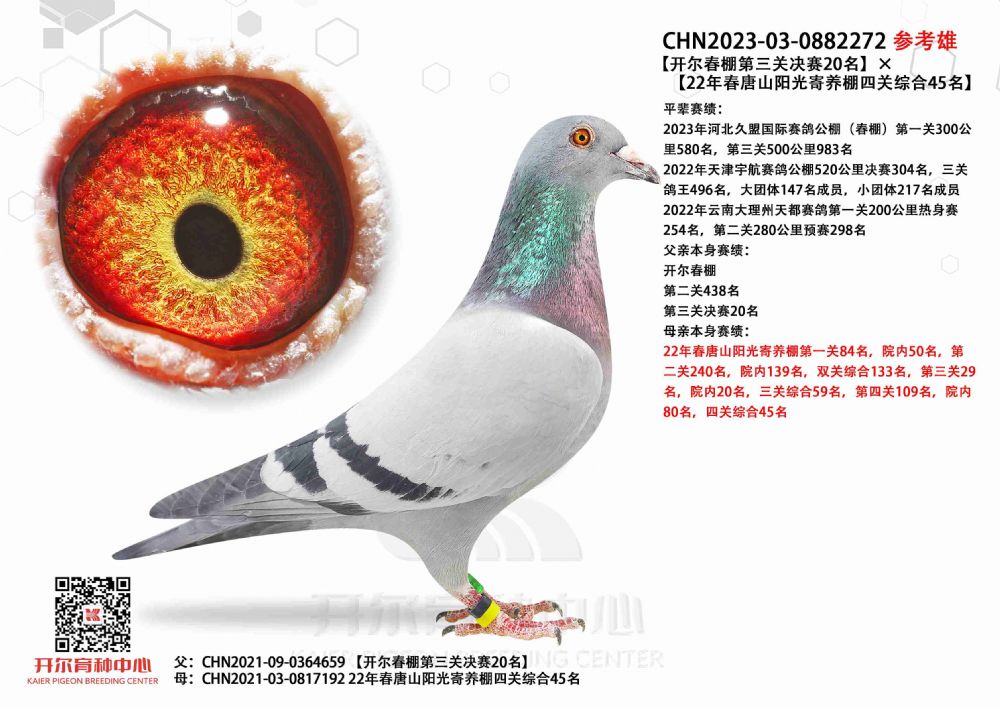 开尔鸽业 - 中信网铭鸽展厅