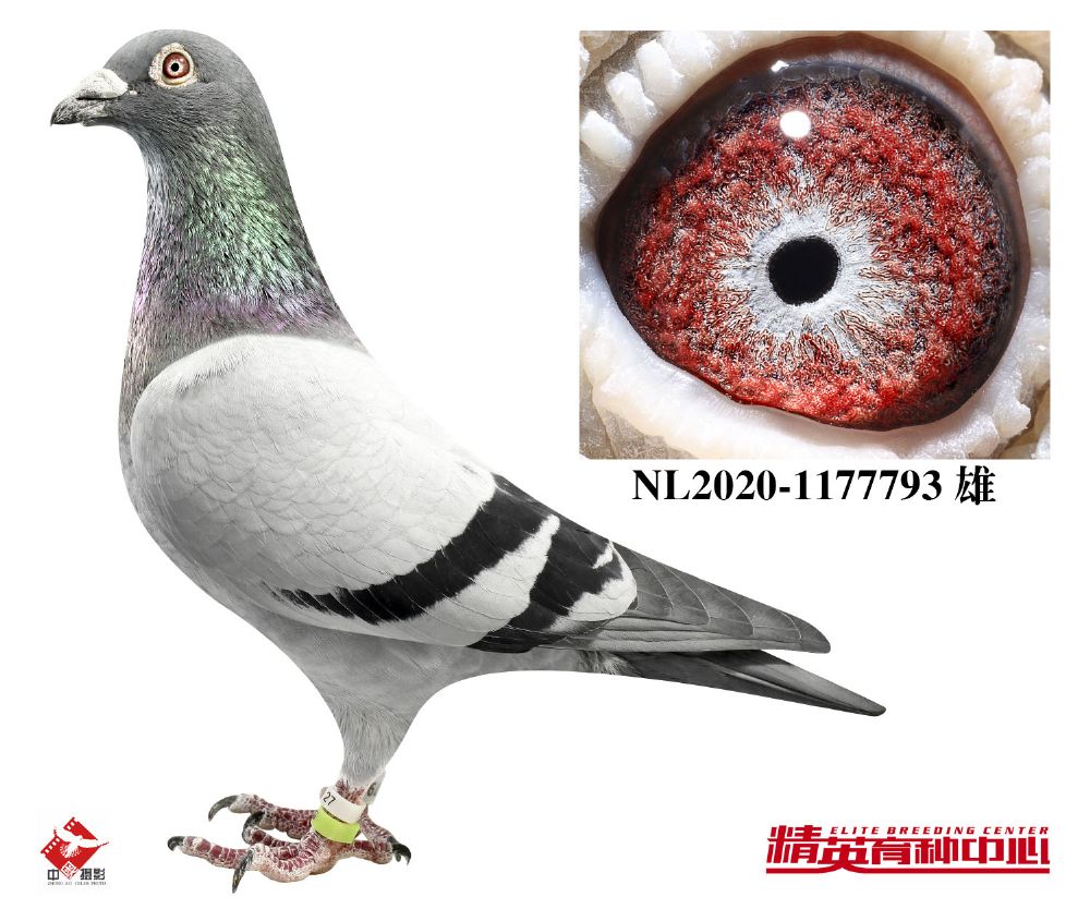 欧联国际赛鸽 - 中信网铭鸽展厅