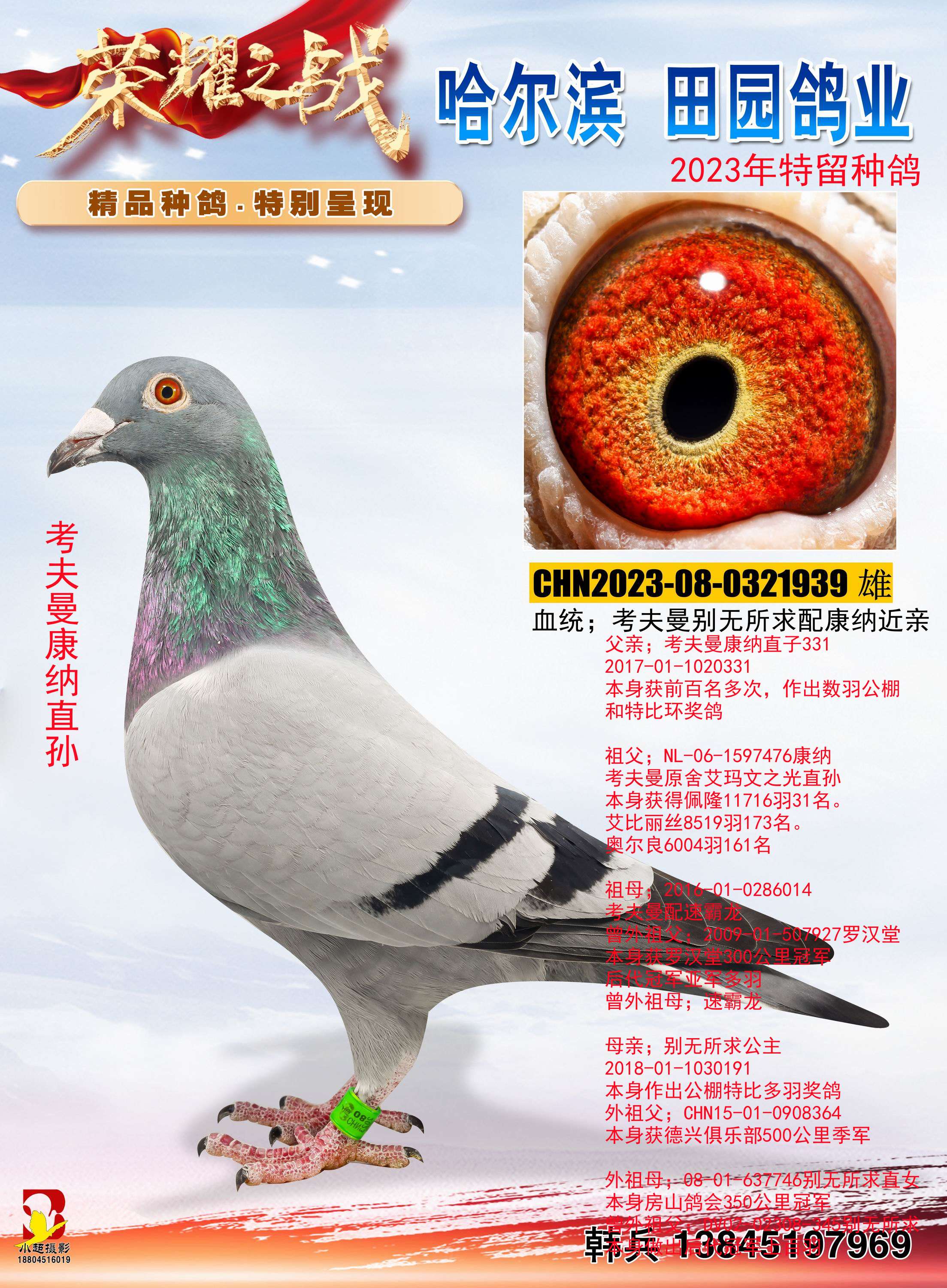 哈尔滨田园鸽业韩兵 - 中信网铭鸽展厅