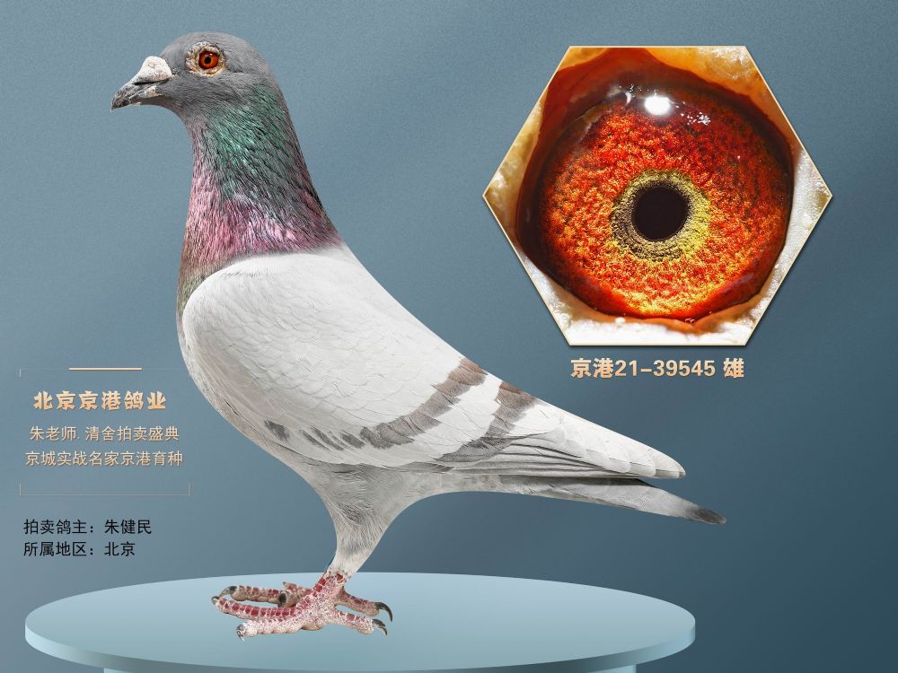 兄弟信鸽传媒 - 中信网铭鸽展厅