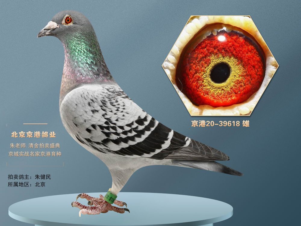 兄弟信鸽传媒 - 中信网铭鸽展厅