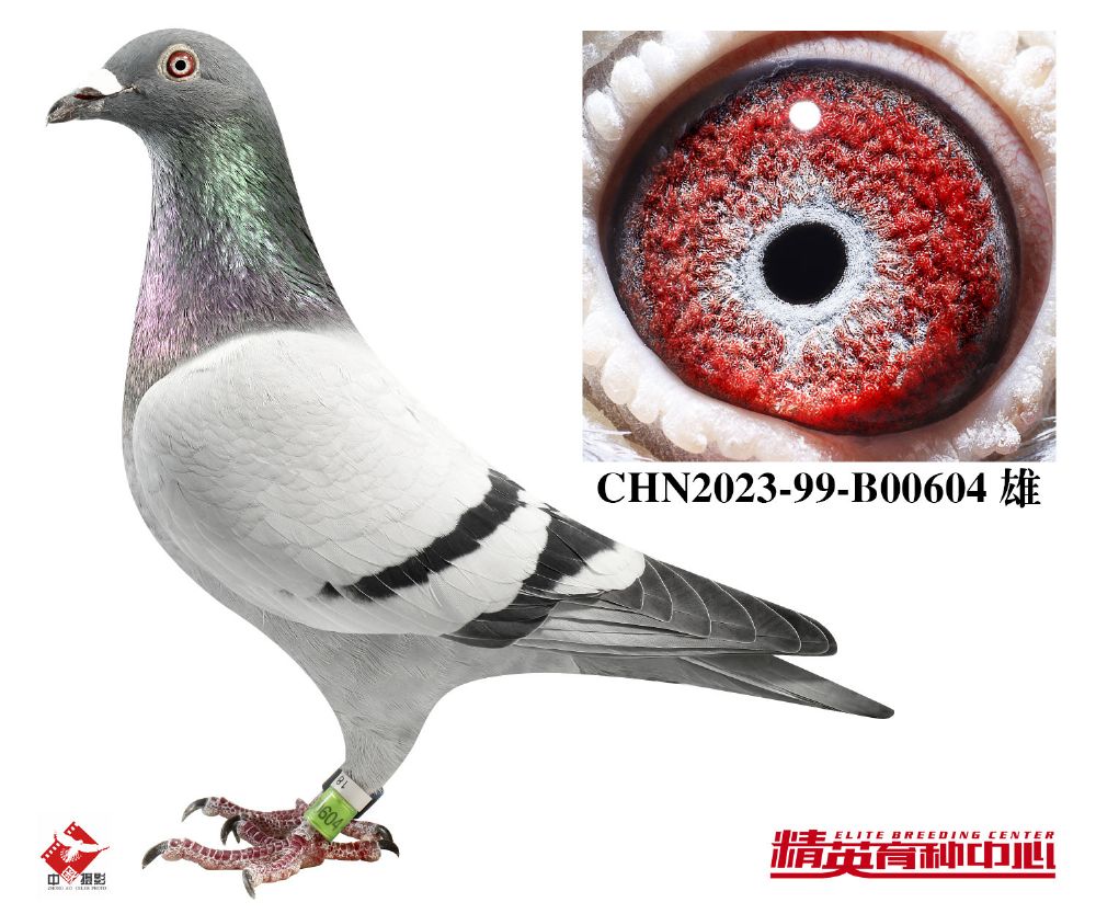 欧联国际赛鸽 - 中信网铭鸽展厅