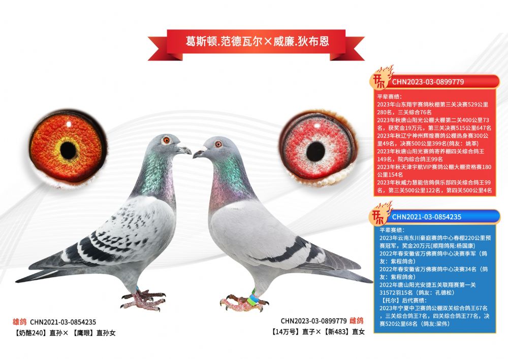 开尔鸽业 - 中信网铭鸽展厅