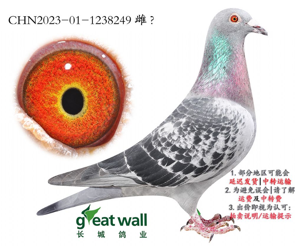 长城鸽业 - 中信网铭鸽展厅