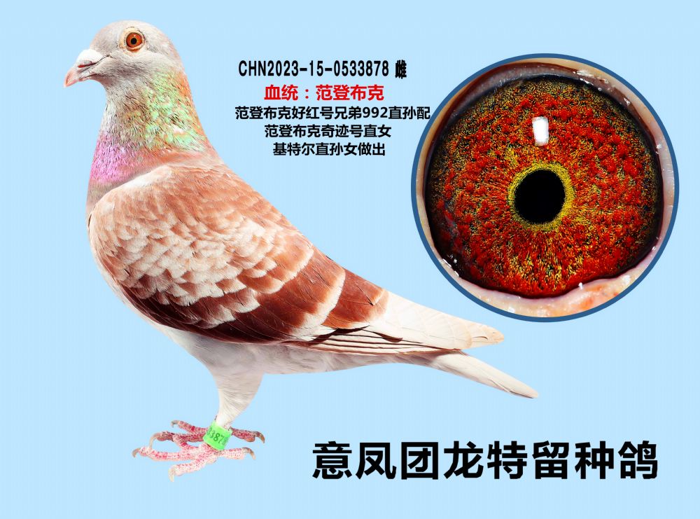 意凤团龙 - 中信网铭鸽展厅