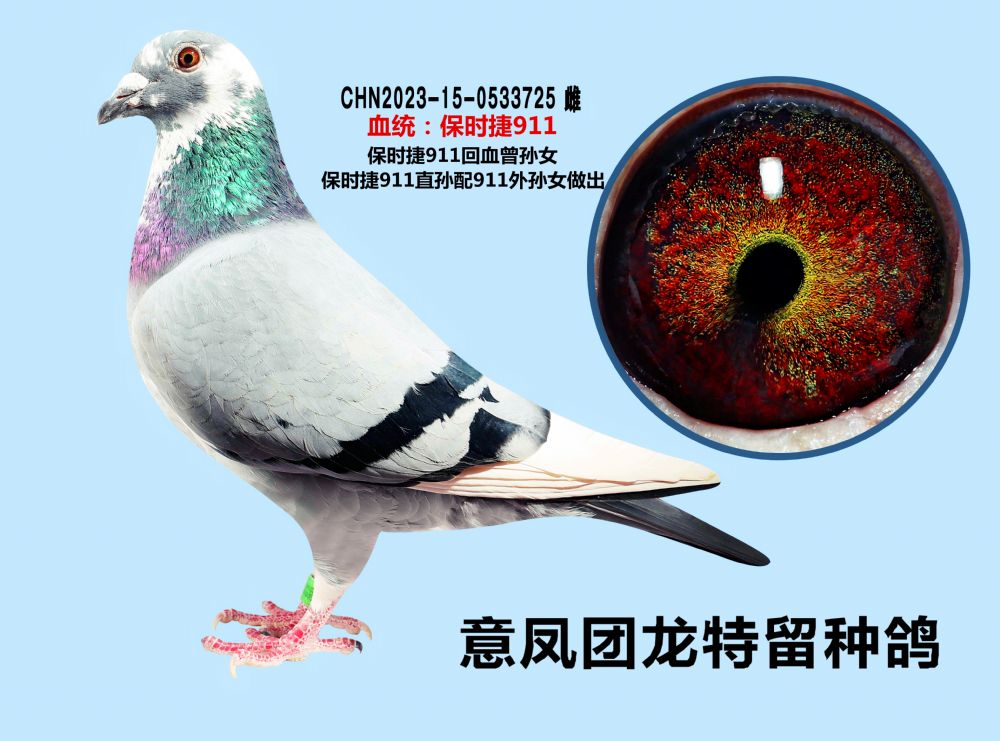 意凤团龙 - 中信网铭鸽展厅