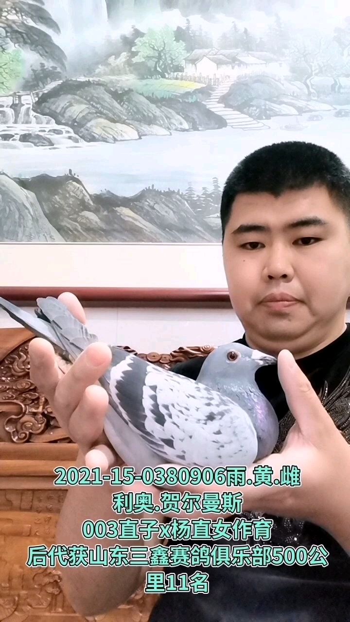 中国龙轩鸽业 - 中信网铭鸽展厅