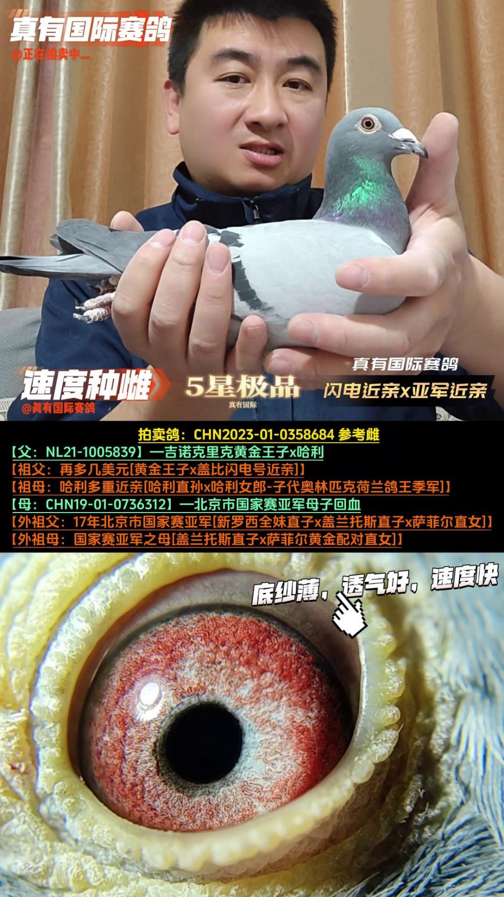 真有国际赛鸽育种中心 - 中信网铭鸽展厅