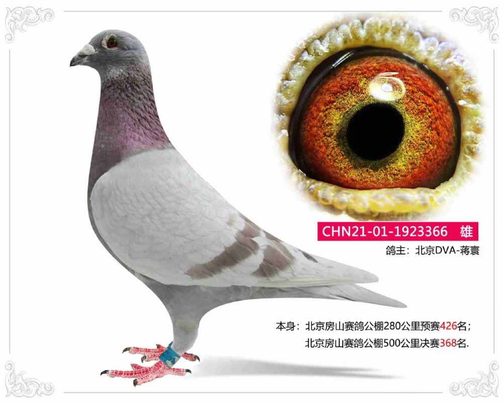 北京晶宇赛鸽 - 中信网铭鸽展厅