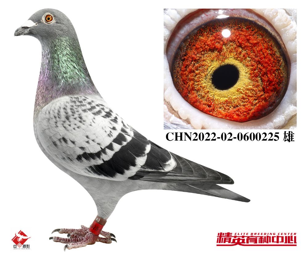 欧联国际赛鸽 - 中信网铭鸽展厅