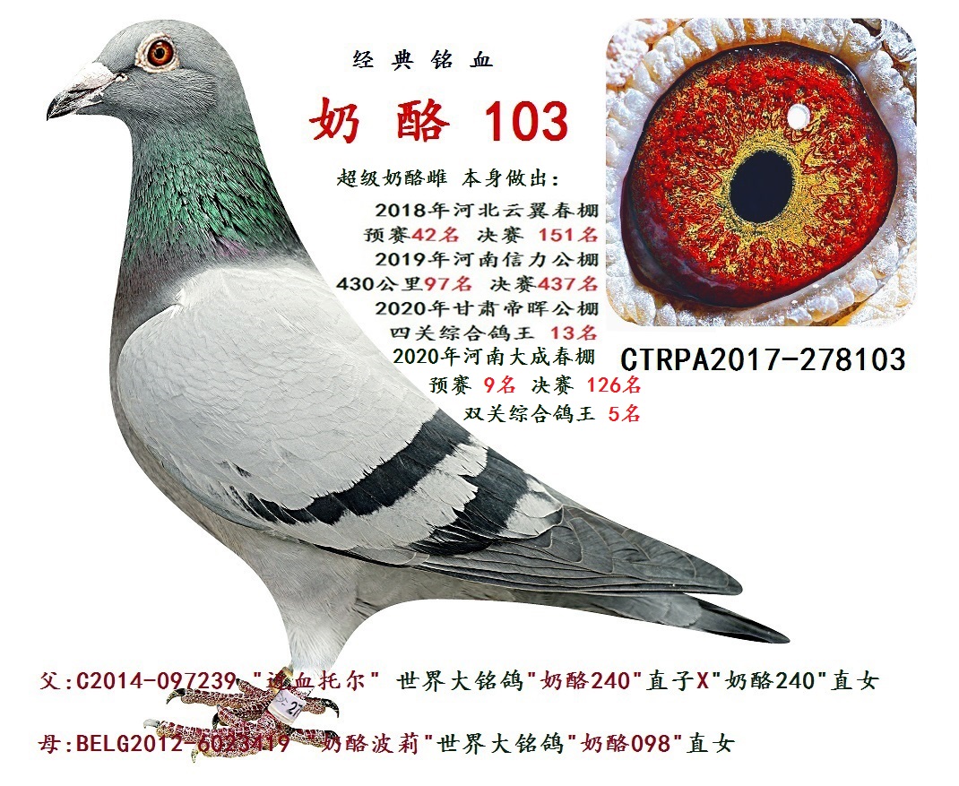 台湾飞鸿集团 - 中信网铭鸽展厅