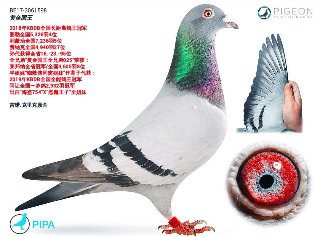 台湾飞鸿集团 - 中信网铭鸽展厅