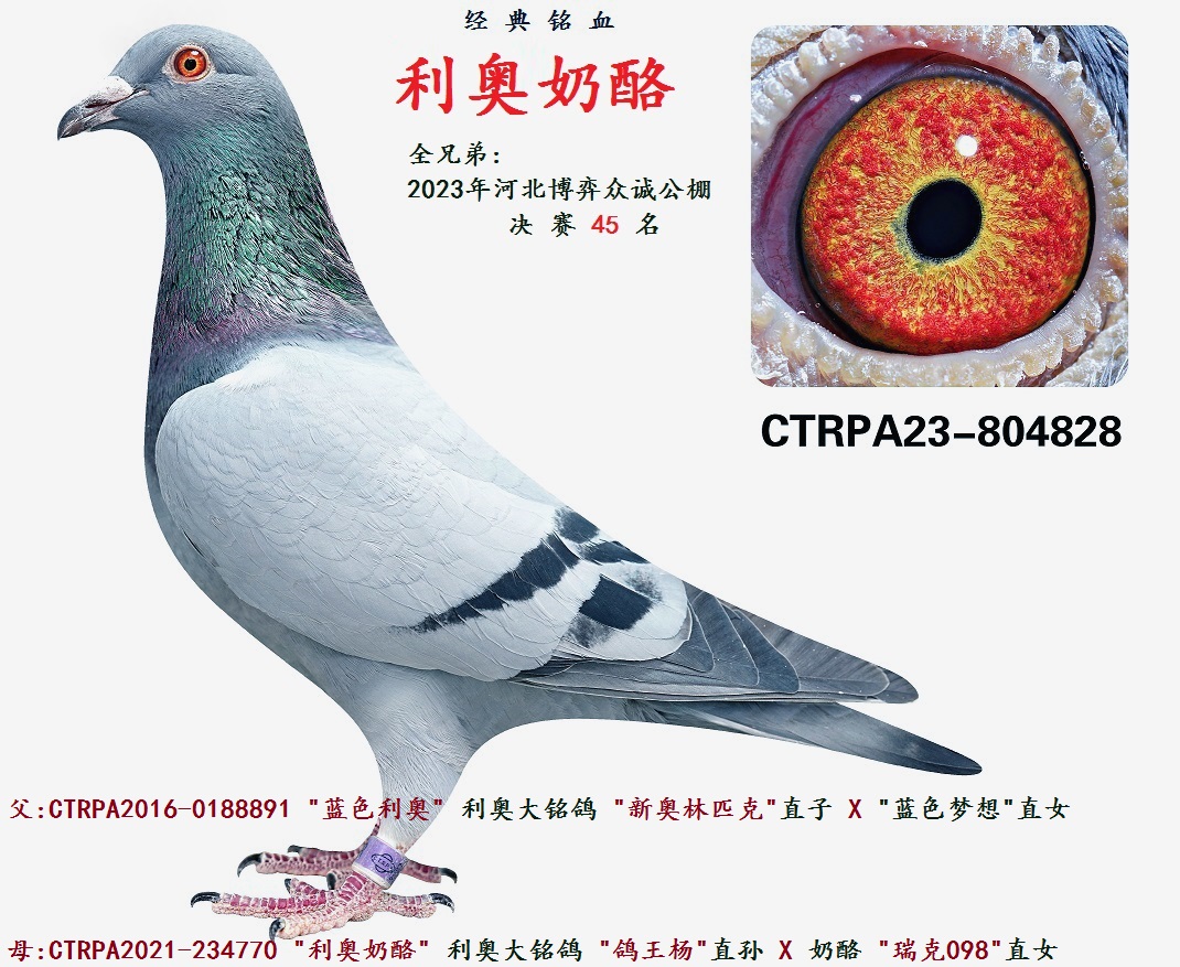 台湾飞鸿集团 - 中信网铭鸽展厅