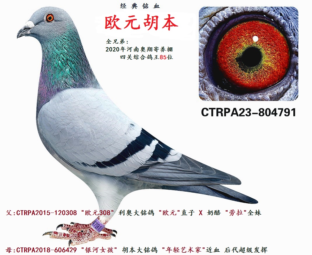 台湾飞鸿集团 - 中信网铭鸽展厅