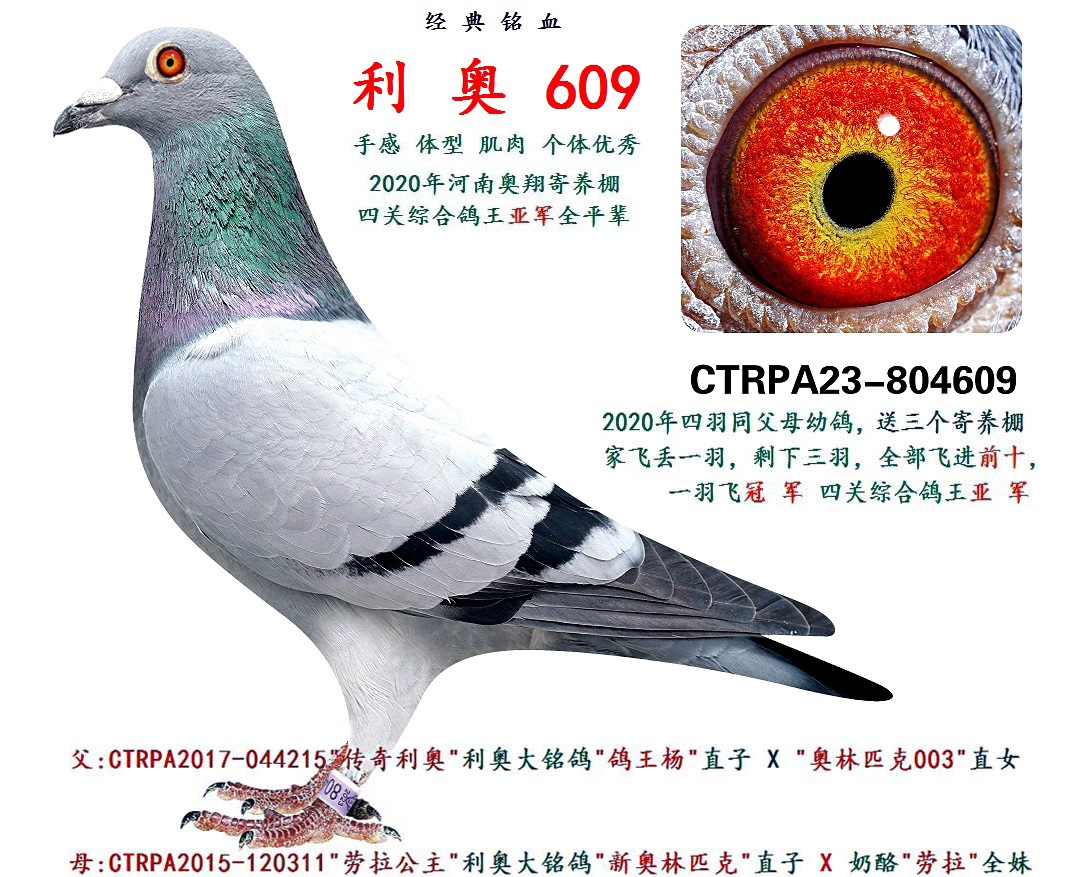 台湾飞鸿集团 - 中信网铭鸽展厅