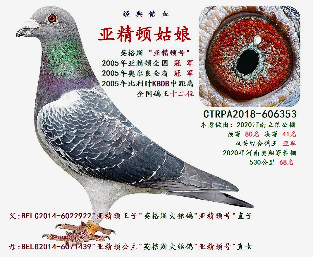 台湾飞鸿集团 - 中信网铭鸽展厅