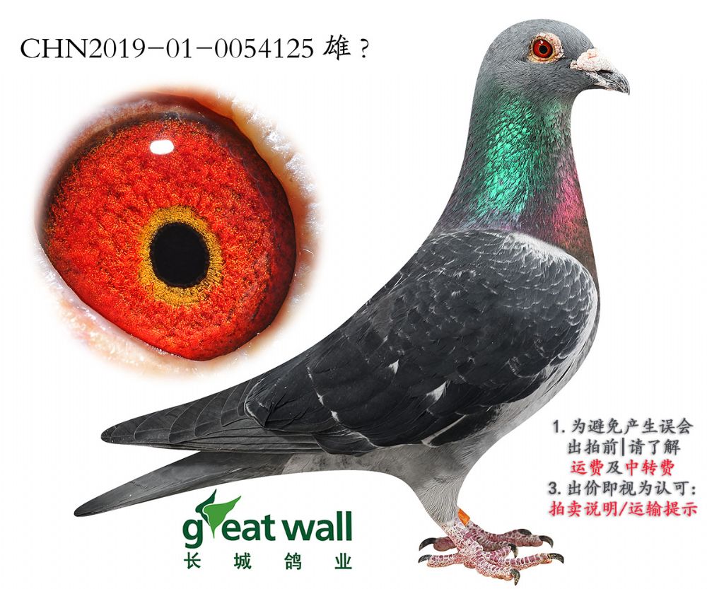 长城鸽业 - 中信网铭鸽展厅