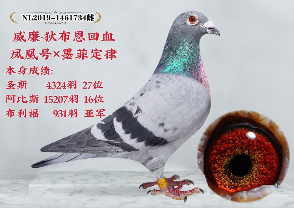 玉旺鸽舍 - 中信网铭鸽展厅