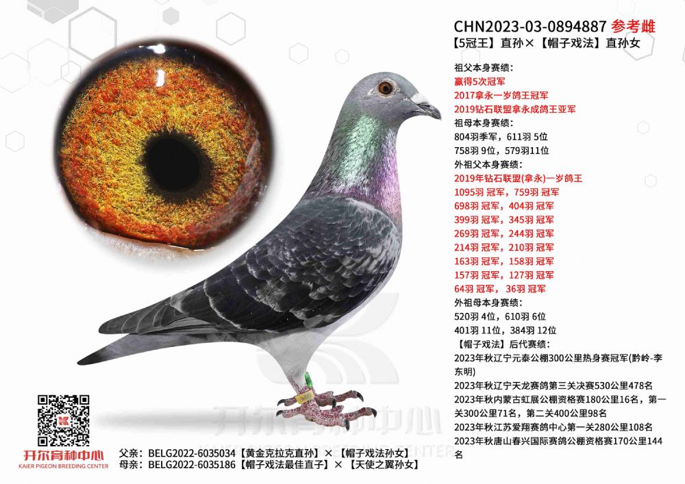 开尔鸽业 - 中信网铭鸽展厅